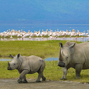 Kreuzfahrt: Transafrika & Rundreise Krüger Nationalpark
