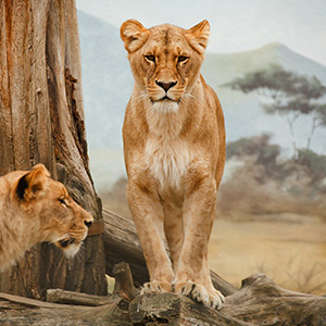 Selbstfahrer-Rundreise: Südafrika / Krüger Nationalpark