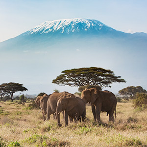Kombinationsreise: Kenia