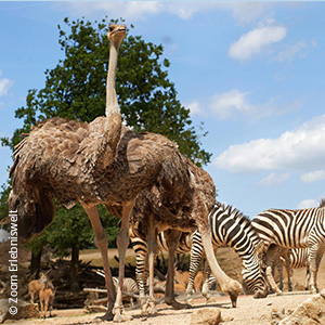 Kinderreise: Deutschland / Zoo Special